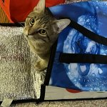 Cat in a shopping bag
