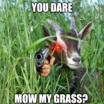 Mafia Goat | YOU DARE; MOW MY GRASS? | image tagged in goat in tall grass | made w/ Imgflip meme maker