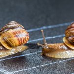 snail race