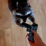 Raccoon with a gun