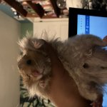 Hamster
