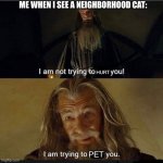 I love cats, and dogs. | ME WHEN I SEE A NEIGHBORHOOD CAT:; HURT; PET | image tagged in i am not trying to rob you,cat,pets,neighborhood | made w/ Imgflip meme maker