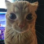 cat stare meme