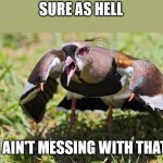 Tero (Southern lapwing) | SURE AS HELL; I AIN'T MESSING WITH THAT | image tagged in tero bird,meme | made w/ Imgflip meme maker
