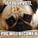 Upvote experiment | IF YOU UPVOTE, THIS PUG WILL BECOME HAPPY | image tagged in sad pug | made w/ Imgflip meme maker