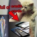cat full of credit cards meme
