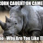 Unicorn | UNICORN CAUGHT ON CAMERA!!! Rhino : Why Are You Like This? | image tagged in rhino | made w/ Imgflip meme maker