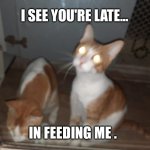 Hungwy catto | I SEE YOU'RE LATE... IN FEEDING ME . | image tagged in hungry cats | made w/ Imgflip meme maker