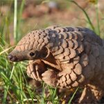 Shy pangolin