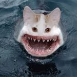 shark cat