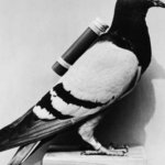 Carrier pigeon