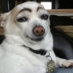 Eyebrow Dog meme