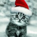 X-mas kitten | MERRY CHRISTMAS; EVERYBODY! | image tagged in x-mas kitten | made w/ Imgflip meme maker