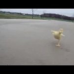 run from the duck GIF Template