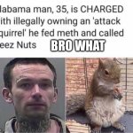 The next florida man.... | BRO WHAT | image tagged in attack squirrel | made w/ Imgflip meme maker