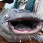 blue catfish