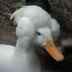 Duck with president hair