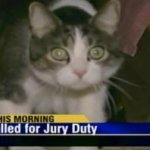cat_jury_duty
