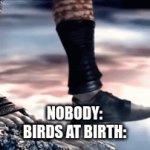 It's true tho | NOBODY:
BIRDS AT BIRTH: | image tagged in gifs,falling down | made w/ Imgflip video-to-gif maker