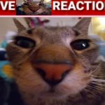 live cat reaction