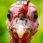 turkey | MEOW | image tagged in turkey | made w/ Imgflip meme maker
