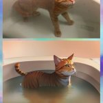 Cat in bath anime meme