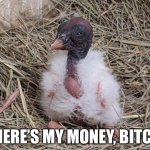 Pimp Pigeon | WHERE’S MY MONEY, BITCH? | image tagged in pimp pigeon,pimp vulture,baby bird pimp,angry birds,bird | made w/ Imgflip meme maker