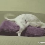 humping dog GIF Template