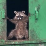 Racoon sneak