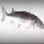 Spinning Fish GIF Template