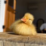 Confused duckling
