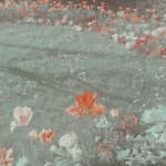 Field of flowers