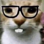 The fucking stupidass cat