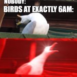 relateble? | NOBODY:; BIRDS AT EXACTLY 6AM: | image tagged in screamin seagull | made w/ Imgflip meme maker
