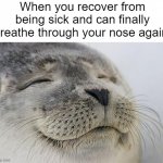 I am actually sick as a dog right now. Dear lord. | When you recover from being sick and can finally breathe through your nose again: | image tagged in memes,satisfied seal | made w/ Imgflip meme maker