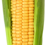 Corn