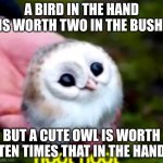 Cute owl | A BIRD IN THE HAND IS WORTH TWO IN THE BUSH; BUT A CUTE OWL IS WORTH TEN TIMES THAT IN THE HAND | image tagged in cute owl | made w/ Imgflip meme maker