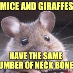 Weird Science | MICE AND GIRAFFES; HAVE THE SAME 
NUMBER OF NECK BONES. | image tagged in science,mouse,nature,fun | made w/ Imgflip meme maker