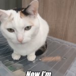 Interested Cat Meme | Now I'm interested. | image tagged in interested cat meme | made w/ Imgflip meme maker