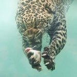 Jaguar dives to catch food