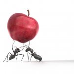 Two Ants Holding an Apple