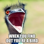 ScrEmu | WHEN YOU FIND OUT YOU'RE A BIRD | image tagged in screemu | made w/ Imgflip meme maker