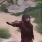 Orangutan Give me