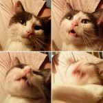 Cat intensifying meme