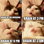 What the internet says. | BRAIN IN THE MORNING; BRAIN AT 3 PM; BRAIN AT 9 PM; BRAIN AT 3 AM | image tagged in cat intensifying | made w/ Imgflip meme maker