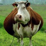 Fat cow