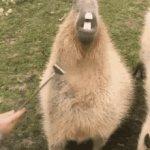 capybara