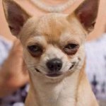 Chihuahua Dog Evil Smile