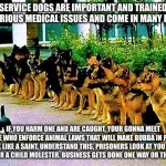 Service Dogs | SERVICE DOGS ARE IMPORTANT AND TRAINED FOR VARIOUS MEDICAL ISSUES AND COME IN MANY BREEDS; IF YOU HARM ONE AND ARE CAUGHT, YOUR GONNA MEET PEOPLE WHO ENFORCE ANIMAL LAWS THAT WILL MAKE BUBBA IN PRISON LOOK LIKE A SAINT. UNDERSTAND THIS, PRISONERS LOOK AT YOU JUST AS IF YOUR A CHILD MOLESTER. BUSINESS GETS DONE ONE WAY OR THE OTHER. | image tagged in family,pet,dog,protection,money,faith in humanity | made w/ Imgflip meme maker