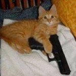 Cat With A Gun meme